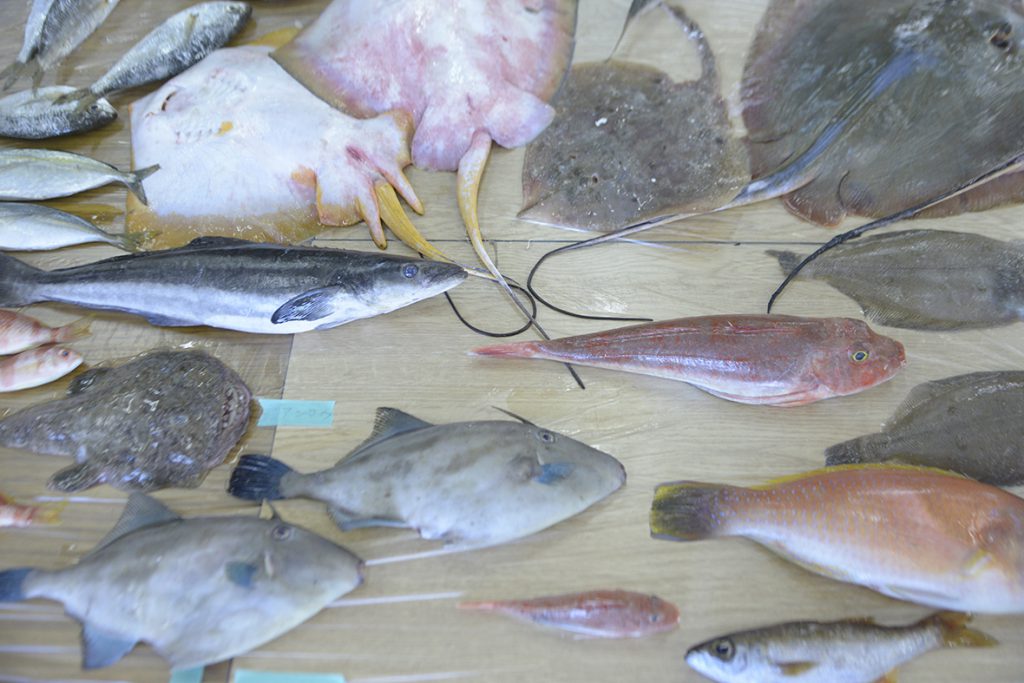 野子漁港から届いた魚たち